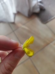 Ulex europaeus