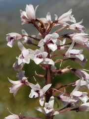 Eulophia barbata