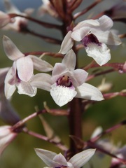 Eulophia barbata