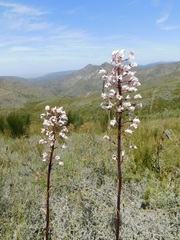 Eulophia barbata