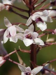 Eulophia barbata