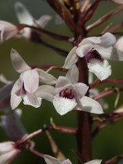 Eulophia barbata