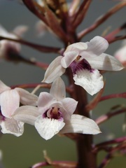 Eulophia barbata