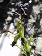 Eulophia ustulata