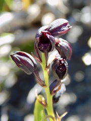 Eulophia ustulata