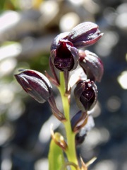 Eulophia ustulata