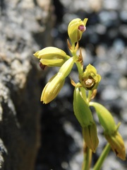 Eulophia ustulata
