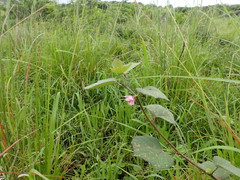 Pavonia columella
