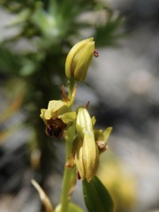 Eulophia ustulata