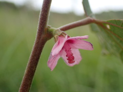Pavonia columella