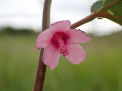 Pavonia columella