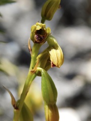 Eulophia ustulata
