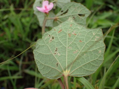 Pavonia columella