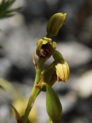 Eulophia ustulata