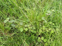 Pavonia columella