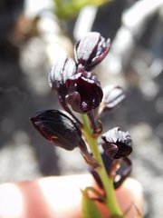 Eulophia ustulata