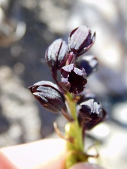 Eulophia ustulata