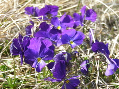 Viola oreades