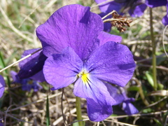 Viola oreades