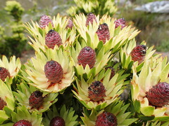 Leucadendron loeriense