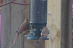 Cardinalis cardinalis