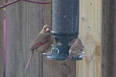 Cardinalis cardinalis