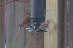 Haemorhous mexicanus