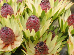 Leucadendron loeriense