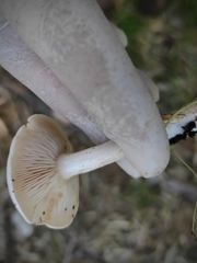 Leucocybe candicans