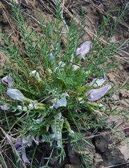 Oxytropis squammulosa