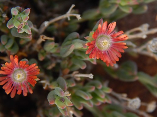Image of Delosperma multiflorum by no rights reserved