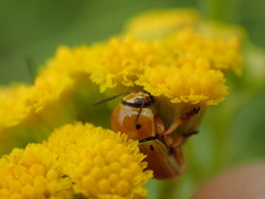 Cryptocephalus decemnotatus