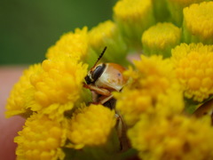 Cryptocephalus decemnotatus