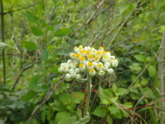 Helichrysum panduratum panduratum
