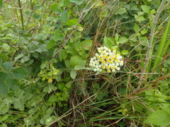 Helichrysum panduratum panduratum