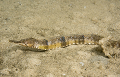 Filicampus tigris