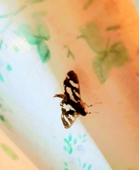Desmia bajulalis