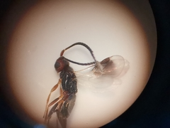 Adelius