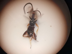 Adelius