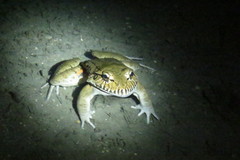 Leptodactylus labyrinthicus