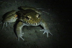 Leptodactylus labyrinthicus