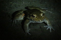 Leptodactylus labyrinthicus