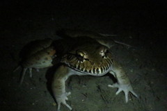 Leptodactylus labyrinthicus