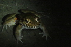 Leptodactylus labyrinthicus