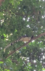 Urocissa erythroryncha