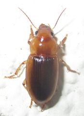 Ooidius dorsiger