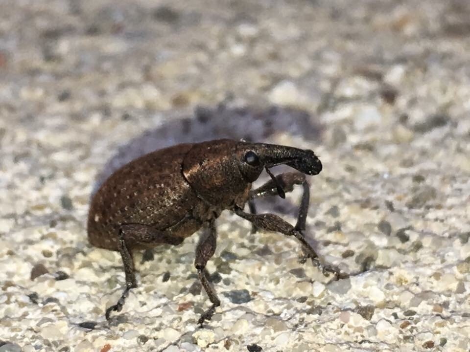 Lepyrus armatus