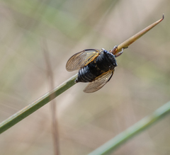 Tympanoterpes
