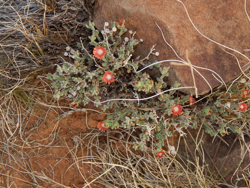 Image of Delosperma multiflorum by no rights reserved