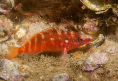 Hypoplectrodes maccullochi